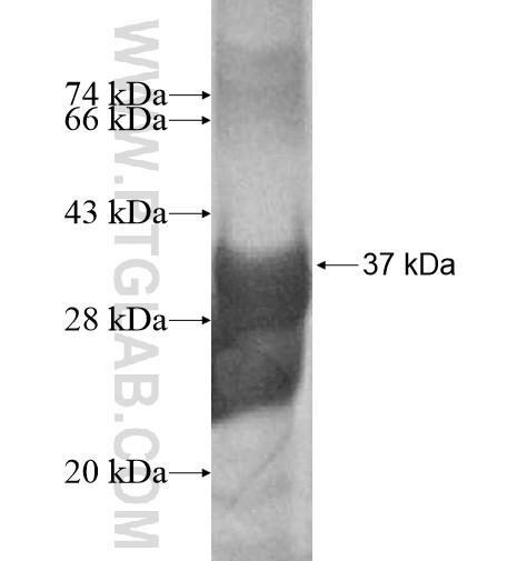DSCAM fusion protein Ag13671 SDS-PAGE DSCAM fusion protein Ag13671 SDS-PAGE