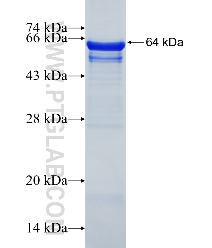 DSCAM fusion protein Ag4248 SDS-PAGE