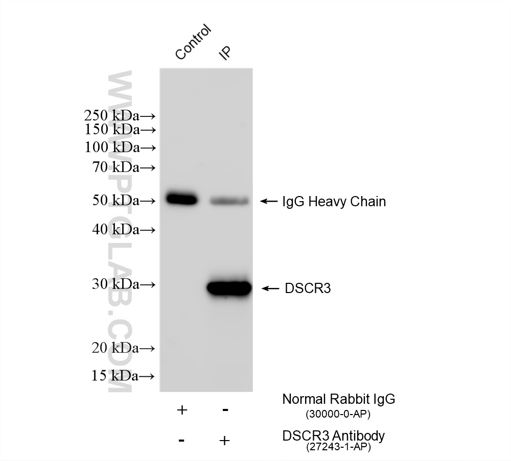 IP experiment of U-937 using 27243-1-AP