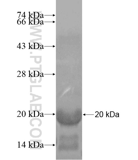 DSCR6 fusion protein Ag20383 SDS-PAGE