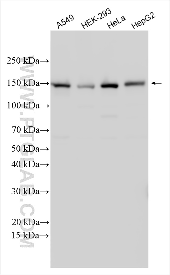 WB analysis using 21880-1-AP