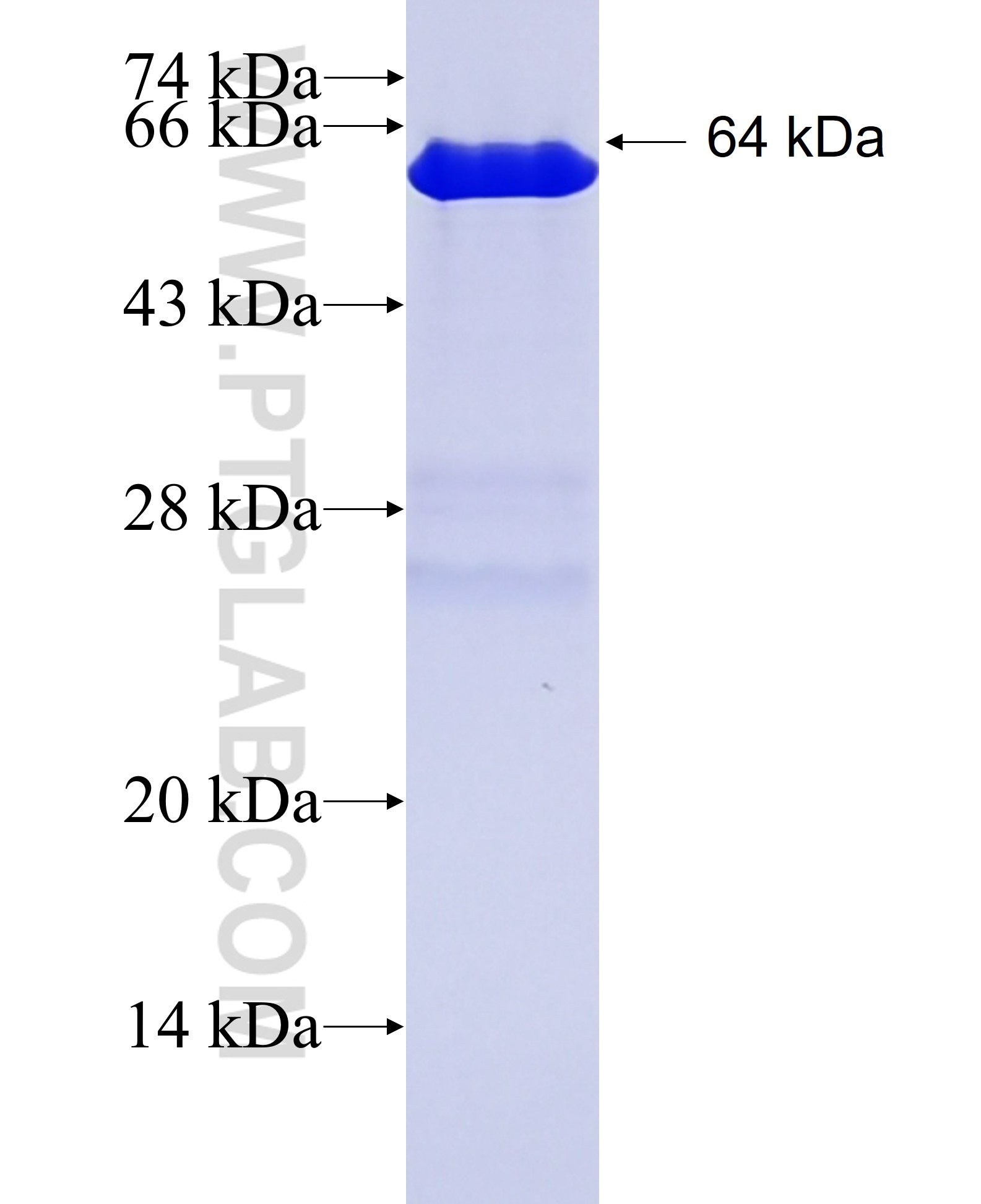 DSPP fusion protein Ag27490 SDS-PAGE