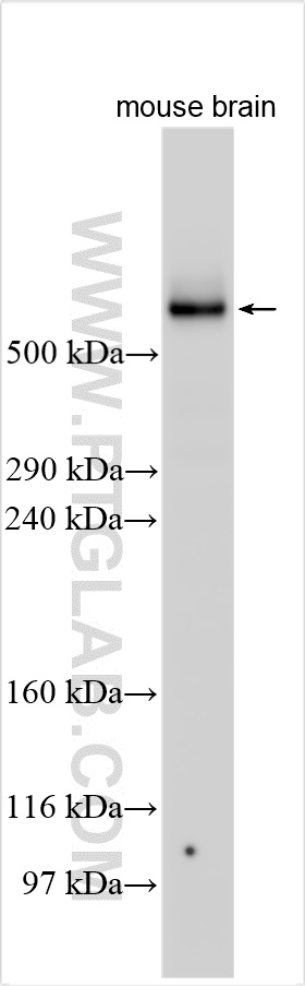 WB analysis using 28438-1-AP