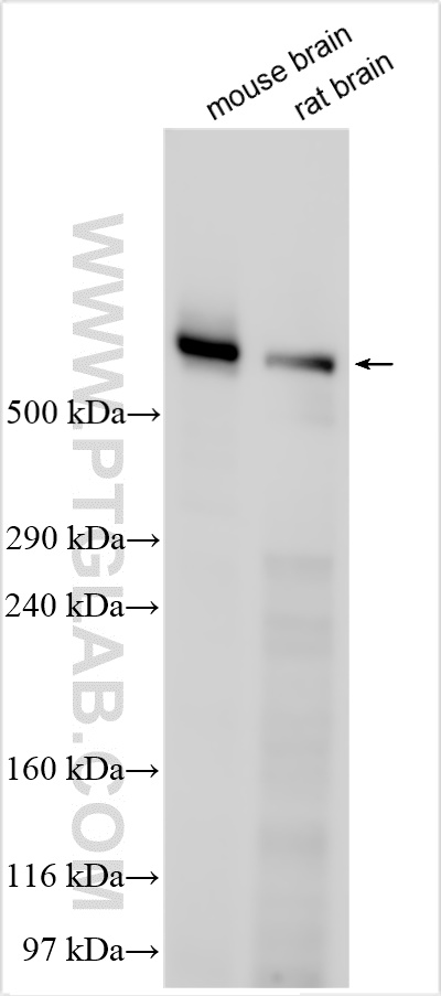 WB analysis using 28438-1-AP