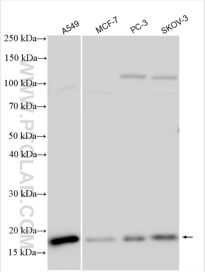 WB analysis using 10962-2-AP