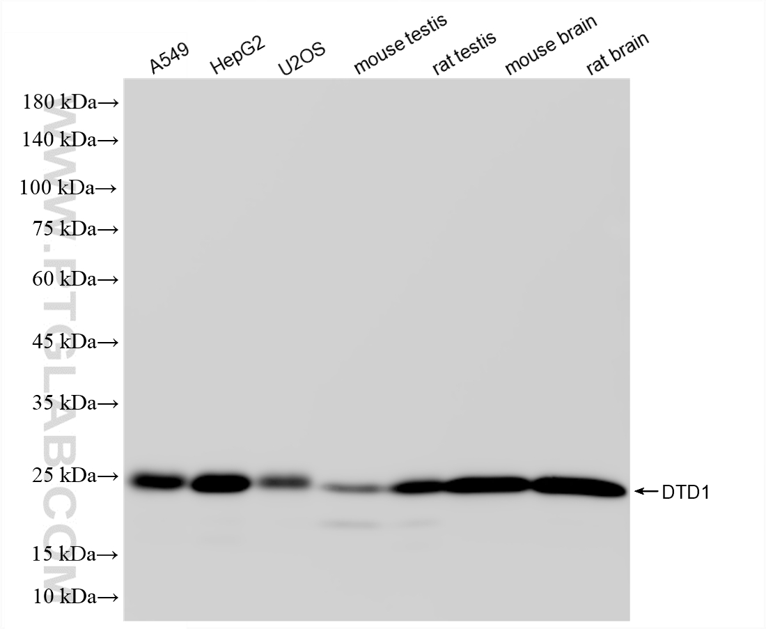 WB analysis using 87297-1-RR (same clone as 87297-1-PBS)