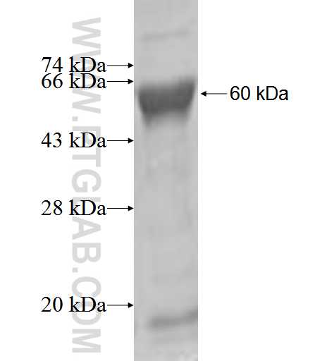 DTNB fusion protein Ag2675 SDS-PAGE