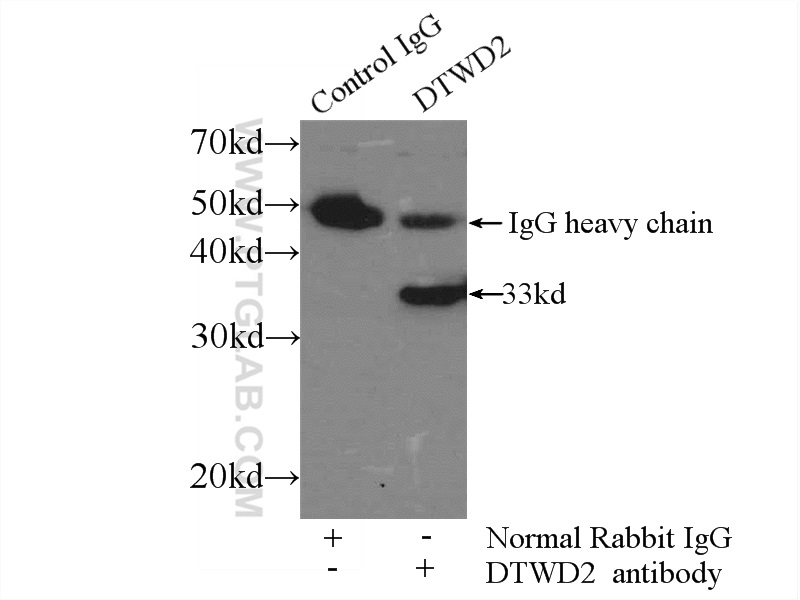 IP experiment of COLO 320 using 24873-1-AP