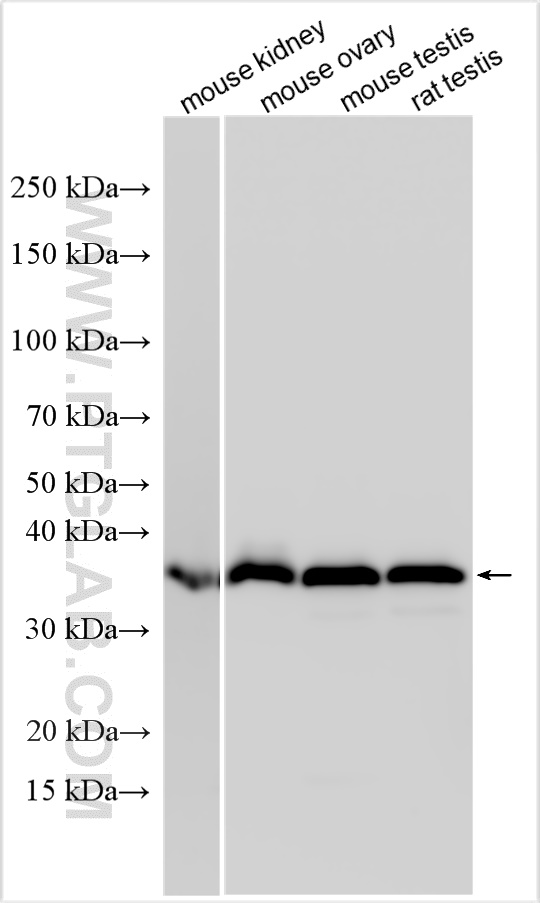 WB analysis using 25304-1-AP