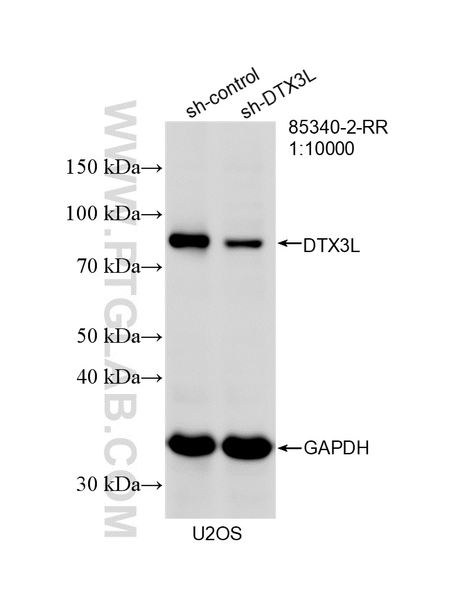 WB analysis of U2OS using 85340-2-RR