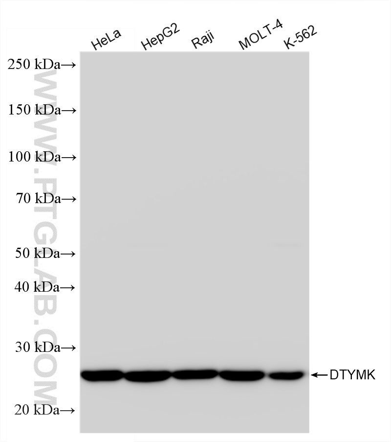 WB analysis using 86543-3-RR