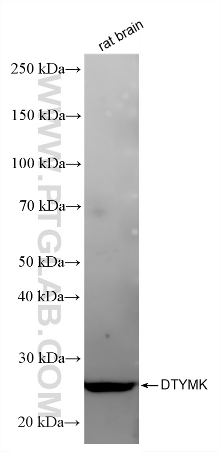 WB analysis of rat brain using 86543-3-RR