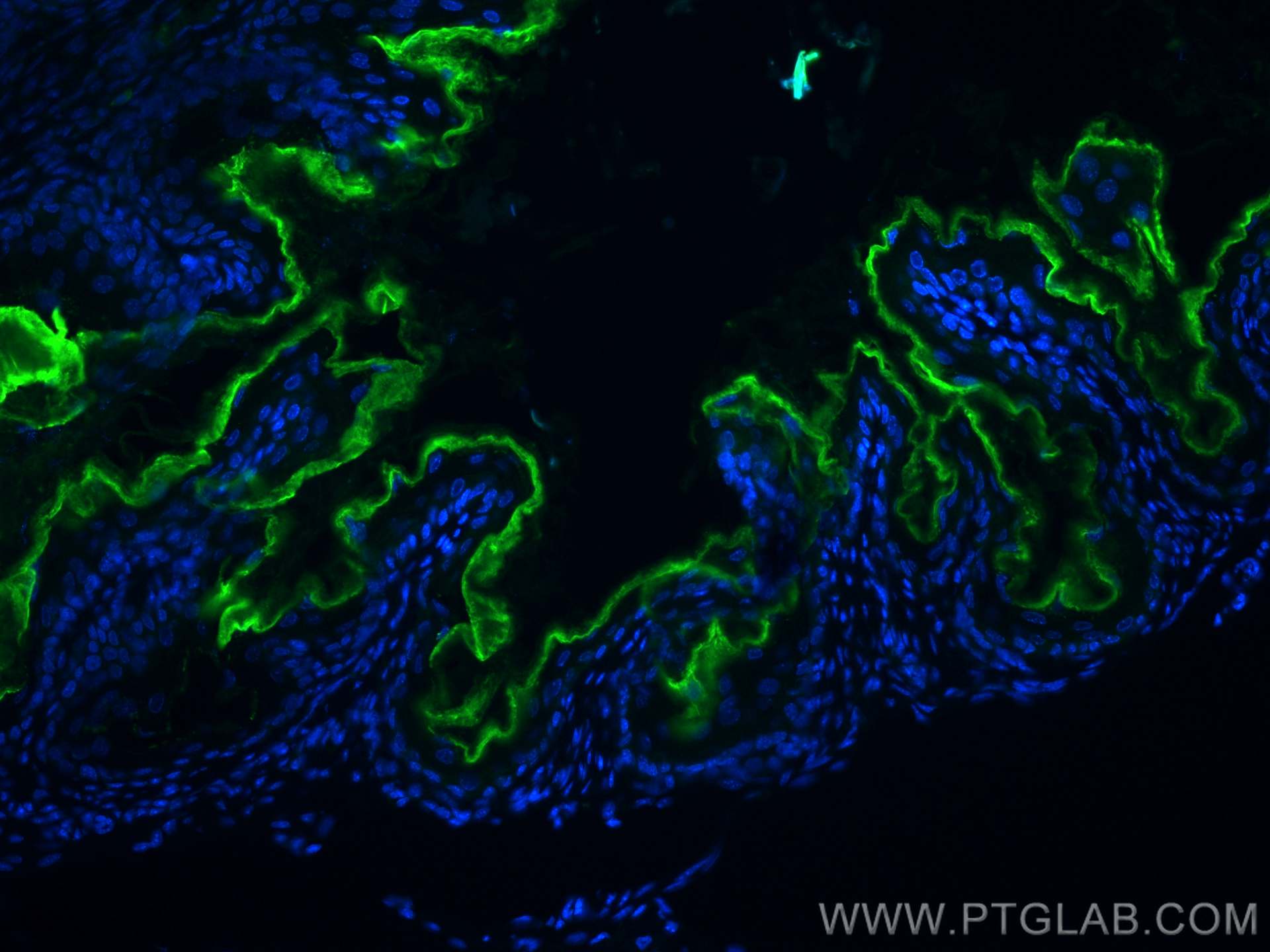 IF Staining of mouse stomach using 67226-1-Ig (same clone as 67226-1-PBS)