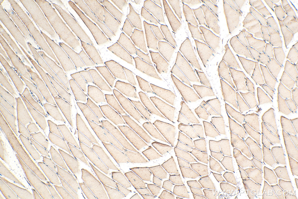 Immunohistochemical analysis of paraffin-embedded mouse skeletal muscle tissue slide using 25259-1-AP (DUPD1 / DUSP27 antibody) at dilution of 1:200 (under 10x lens). Heat mediated antigen retrieval with Tris-EDTA buffer (pH 9.0). IHC staining of mouse skeletal muscle using 25259-1-AP