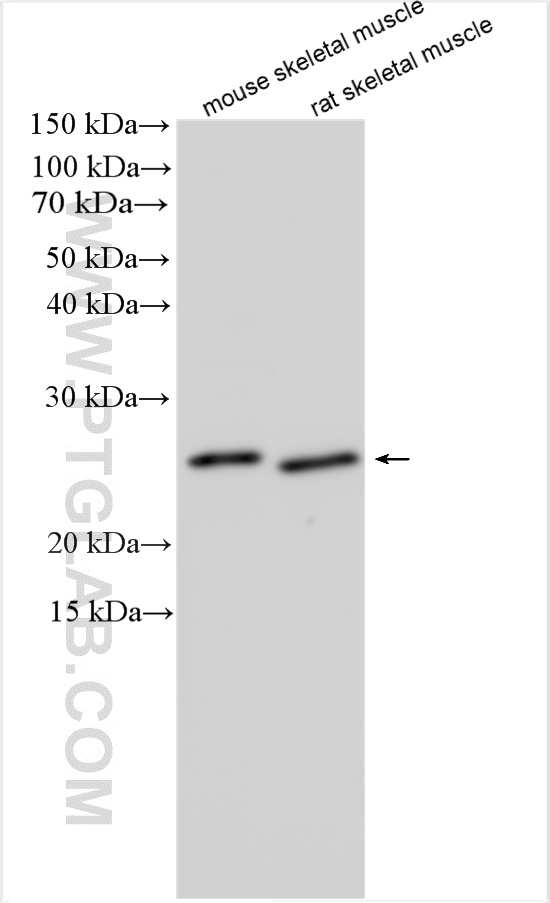 WB analysis using 25259-1-AP