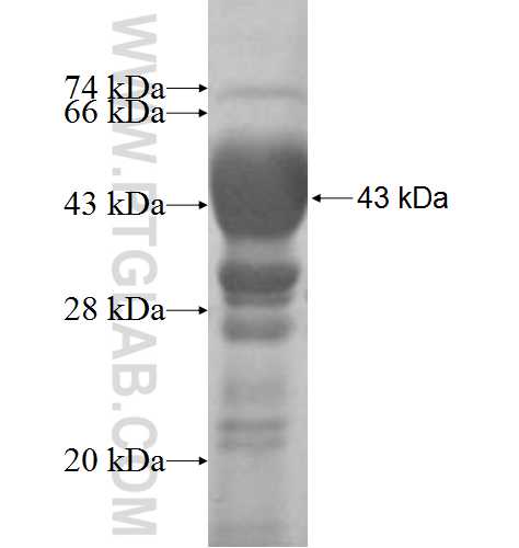 DUS3L fusion protein Ag8235 SDS-PAGE DUS3L fusion protein Ag8235 SDS-PAGE