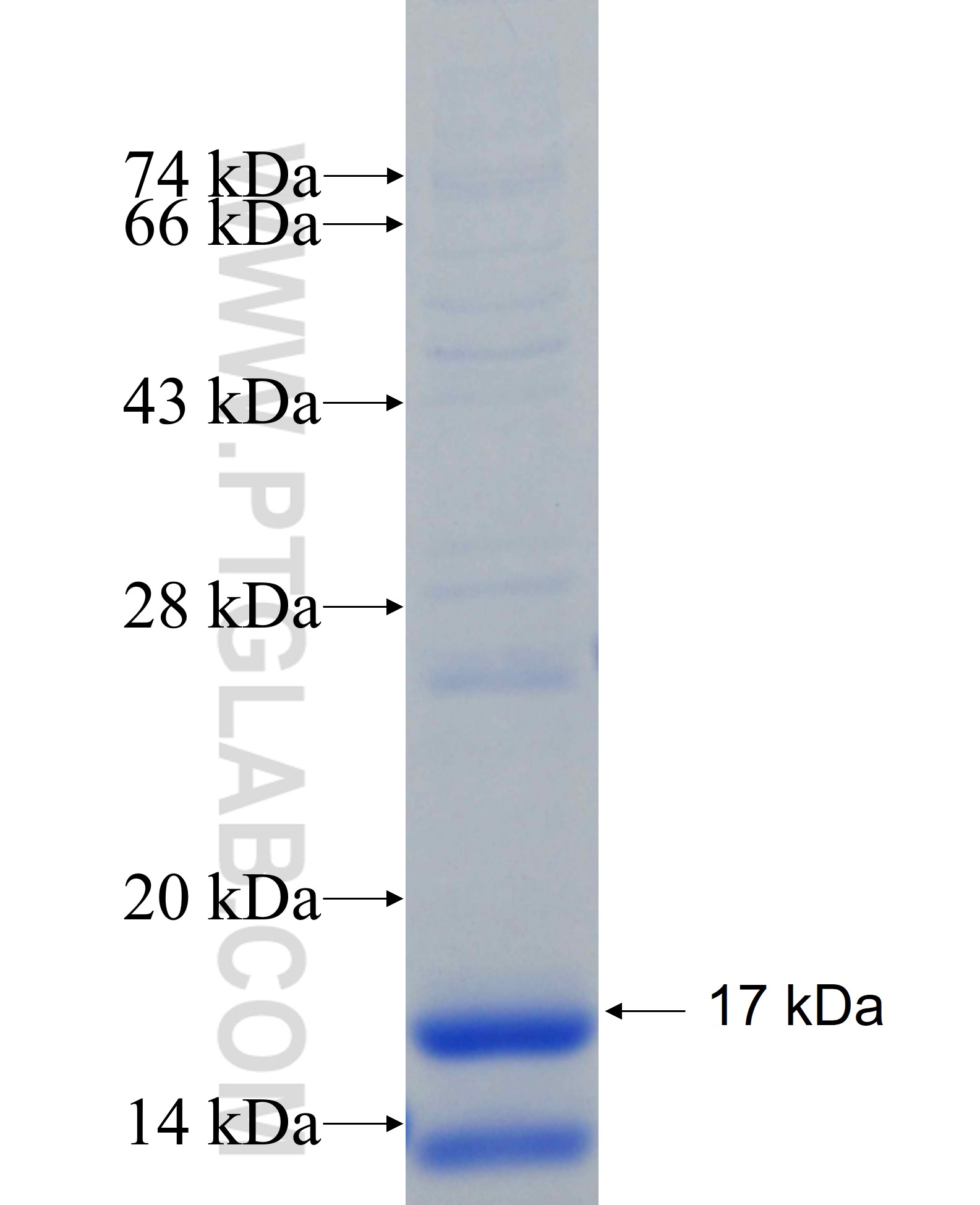 DUSP1 fusion protein Ag25731 SDS-PAGE DUSP1 fusion protein Ag25731 SDS-PAGE