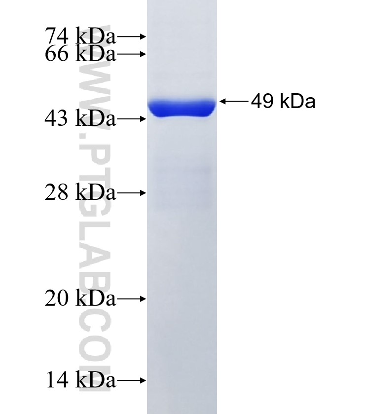 DUSP10 fusion protein Ag2302 SDS-PAGE