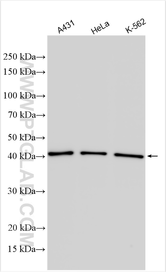 WB analysis using 10204-2-AP