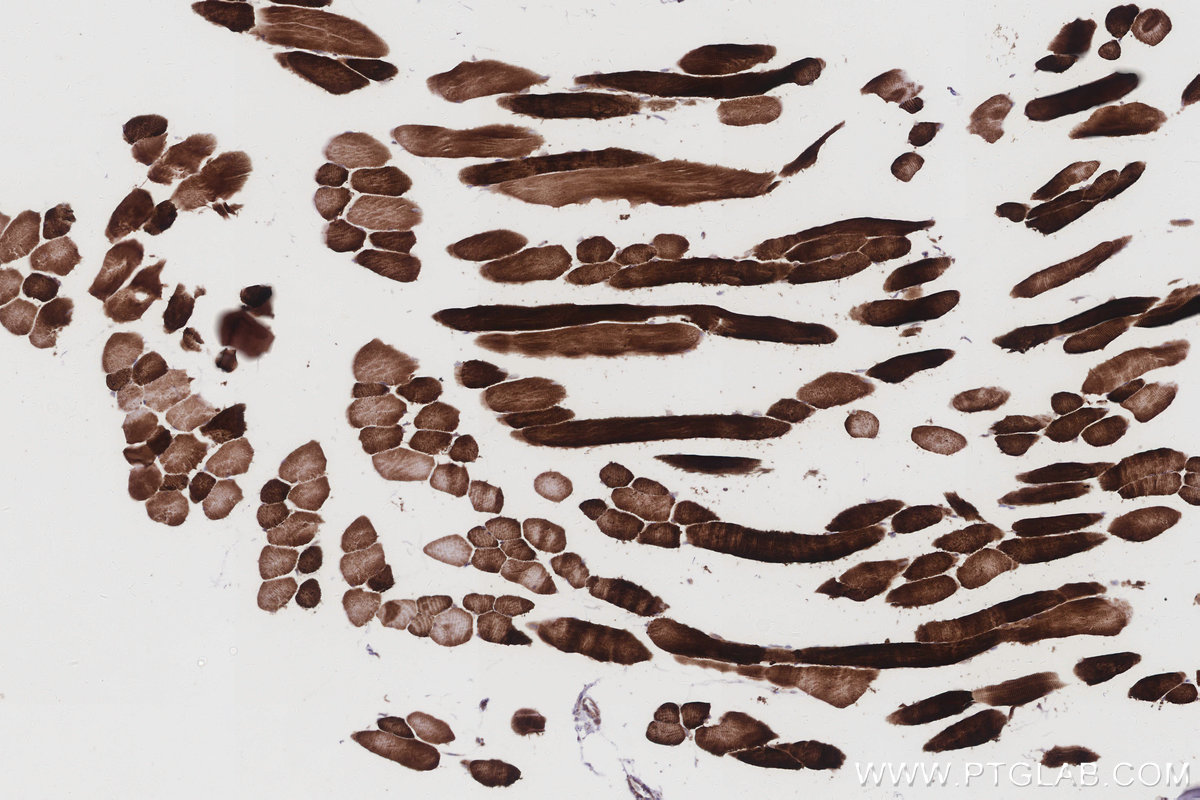 IHC staining of mouse skeletal muscle using 10909-1-AP