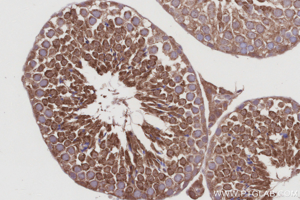 IHC staining of mouse testis using 10909-1-AP