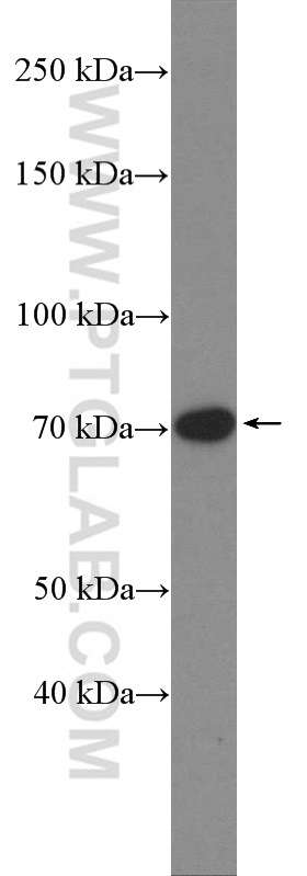 DUSP16 Polyclonal antibody