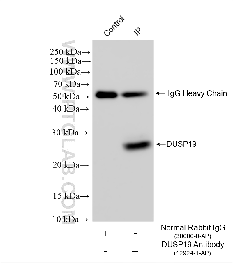 IP result of anti-DUSP19 (IP:12924-1-AP, 4ug; Detection:12924-1-AP 1:1000) with mouse lung tissue lysate 1240 ug. IP experiment of mouse lung using 12924-1-AP