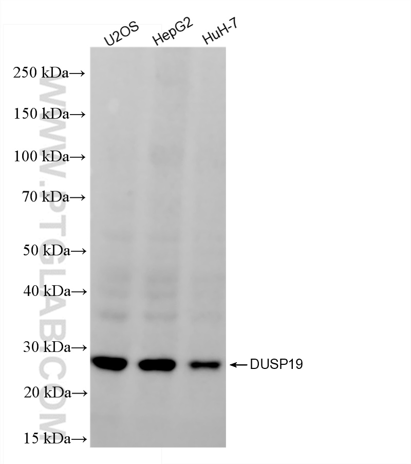 WB analysis using 86354-1-RR