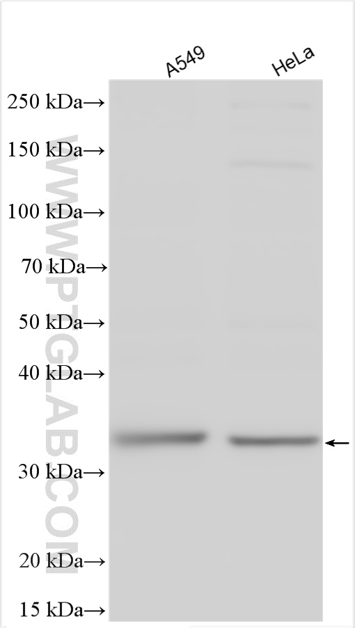 WB analysis using 27327-1-AP