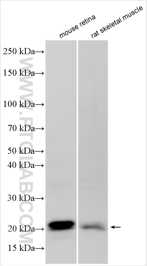 Various lysates were subjected to SDS PAGE followed by western blot with 15568-1-AP (DUSP26 antibody) at dilution of 1:500 incubated at room temperature for 1.5 hours. WB analysis using 15568-1-AP