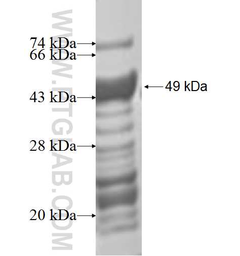 MKP-2 fusion protein Ag1206 SDS-PAGE