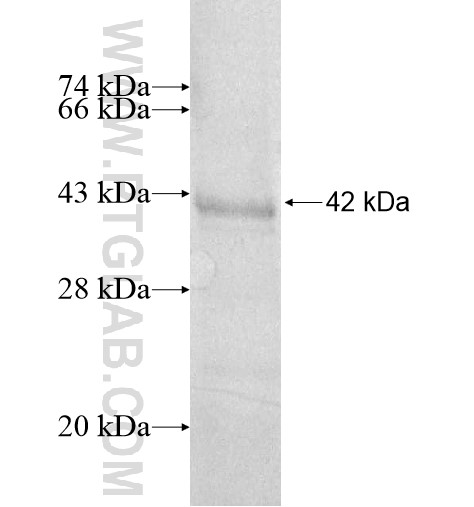 DUSP7 fusion protein Ag13233 SDS-PAGE