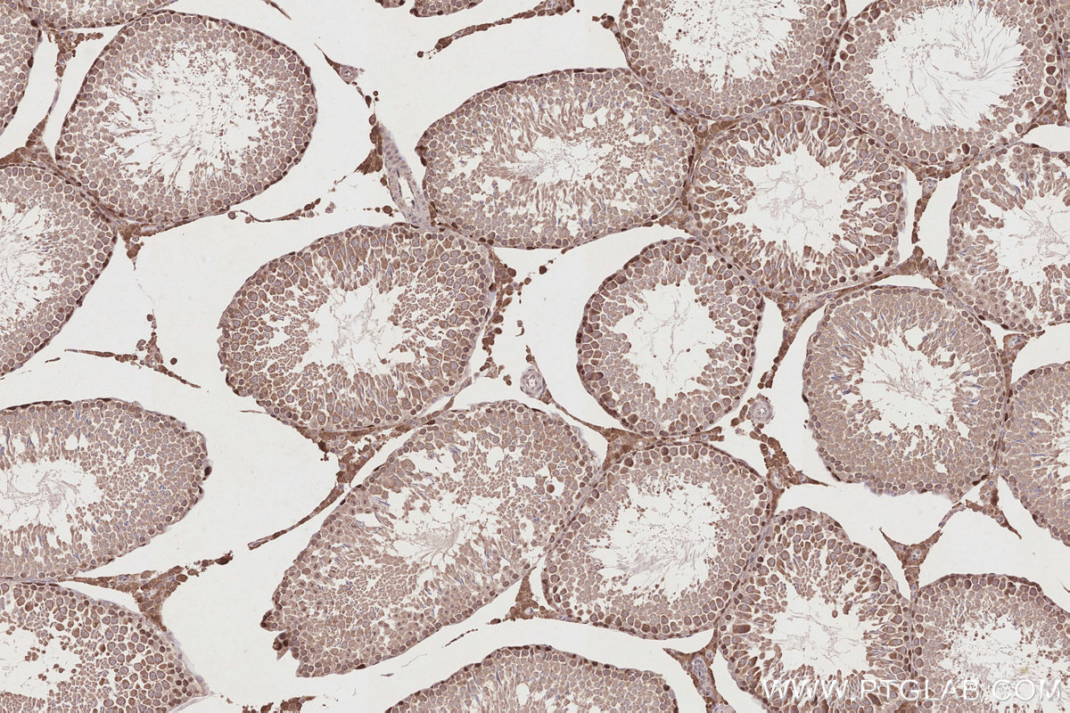 IHC staining of rat testis using 26718-1-AP IHC staining of rat testis using 26718-1-AP