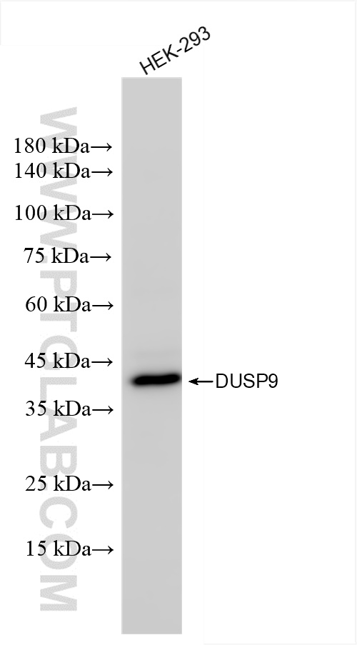 WB analysis of HEK-293 using 86199-3-RR