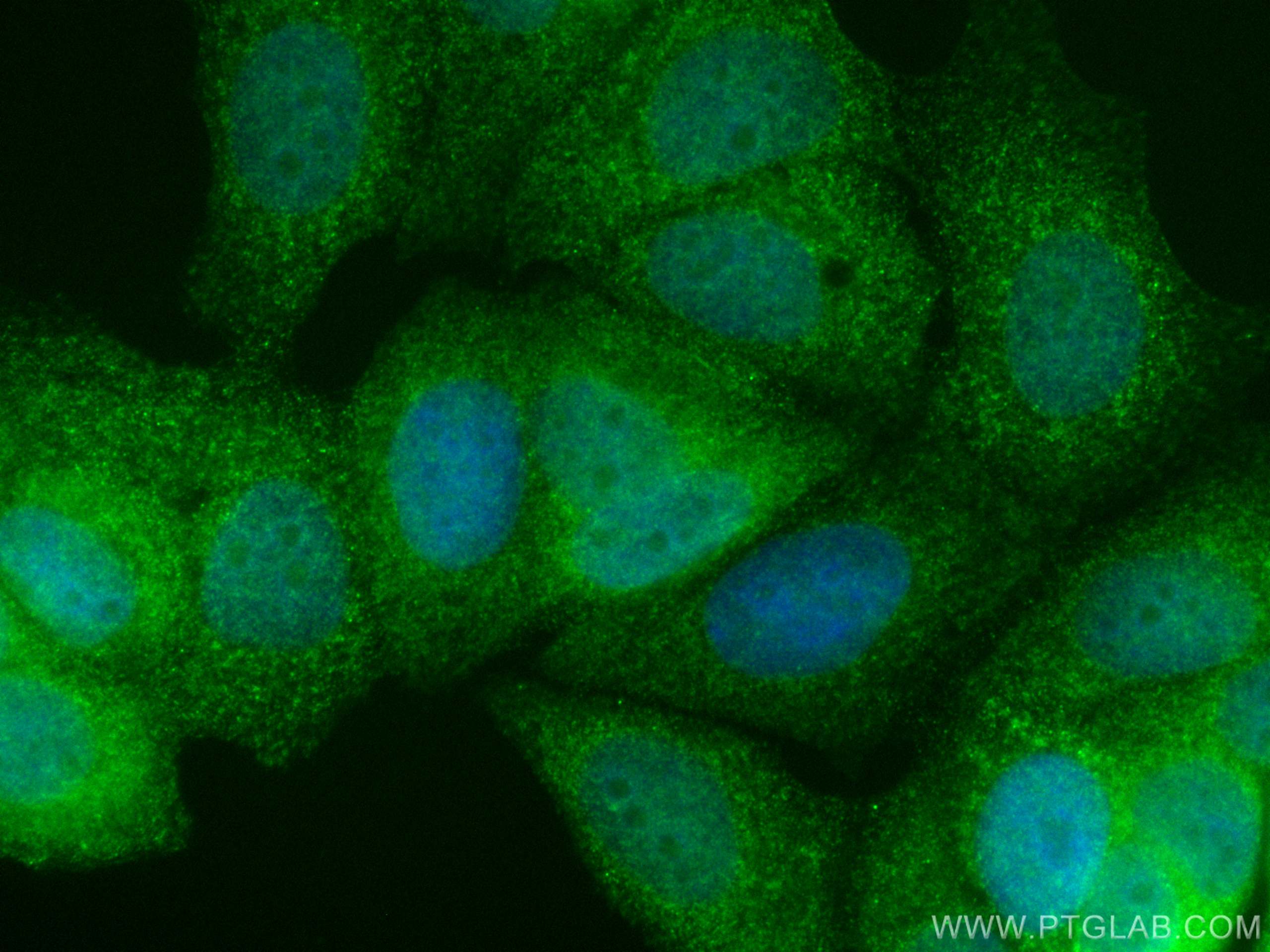 IF Staining of MCF-7 using CL488-27384