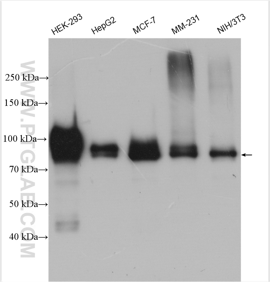 WB analysis using 12037-1-AP