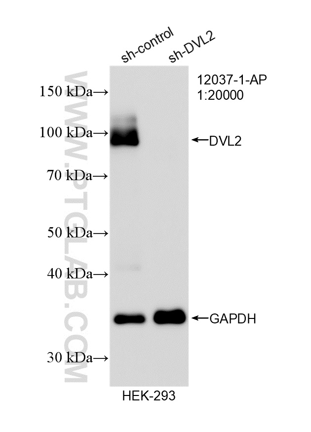 WB analysis of HEK-293 using 12037-1-AP