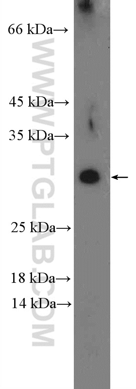 WB analysis of mouse testis using 26327-1-AP