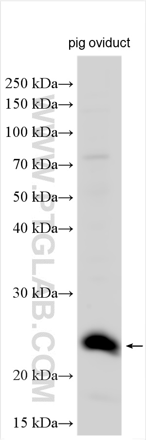 WB analysis using 25568-1-AP