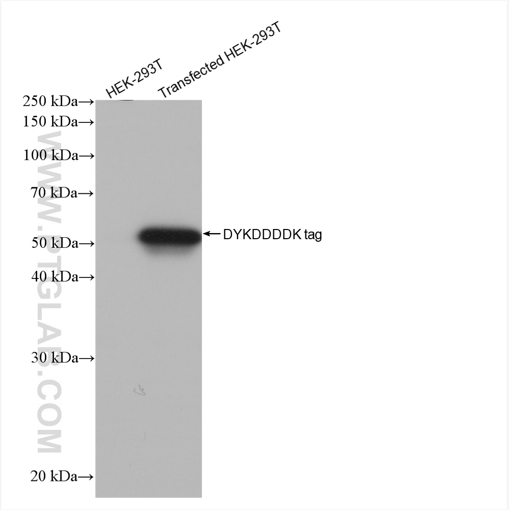 WB analysis of Transfected HEK-293T using 80745-1-RR