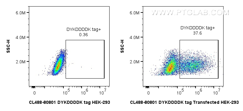 FC experiment of HEK-293T transfected with TDP-43-flag using CL488-80801-2