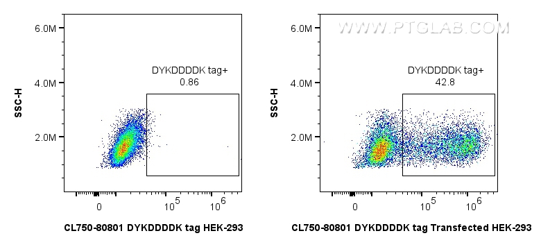 FC experiment of HEK-293T transfected with TDP-43-flag using CL750-80801-2