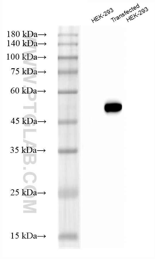 WB analysis using HRP-80801-2