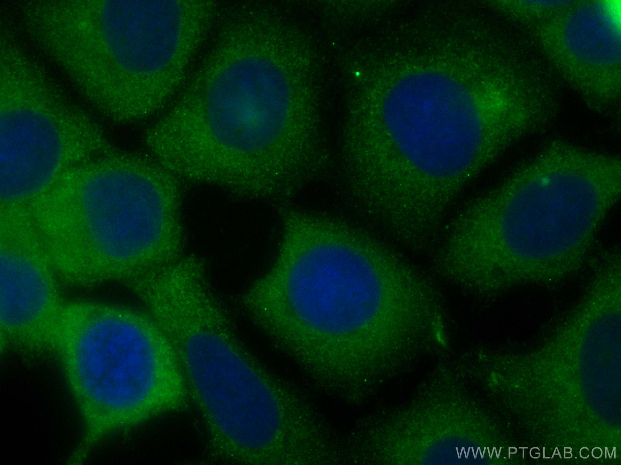 IF Staining of MCF-7 using CL488-12345