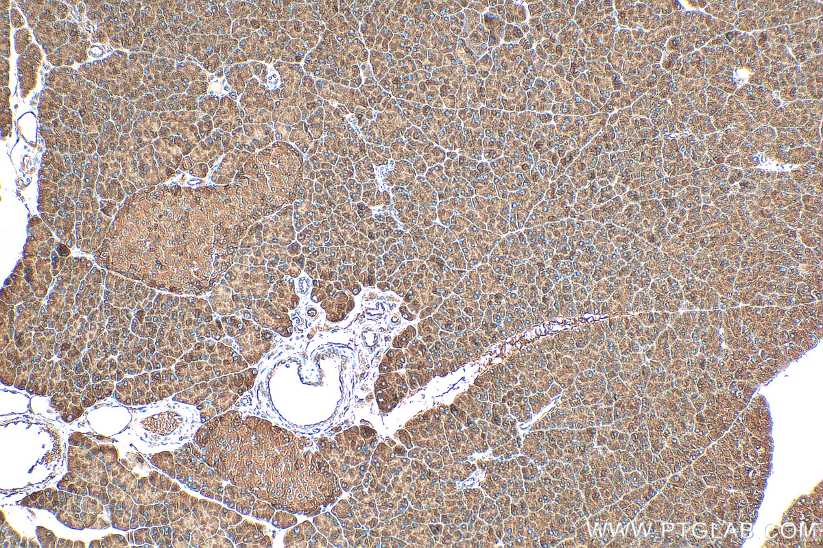 IHC staining of mouse pancreas using 25326-1-AP