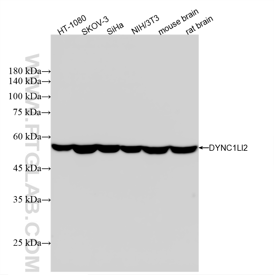 Various lysates were subjected to SDS PAGE followed by western blot with <a class='green' href='/productredirect?CatalogNo=87490-1-RR' target='_blank'>87490-1-RR</a> (DYNC1LI2 antibody) at dilution of 1:10000 incubated at room temperature for 1.5 hours. This data was developed using the same antibody clone with 87490-1-PBS in a different storage buffer formulation. WB analysis using 87490-1-RR (same clone as 87490-1-PBS)