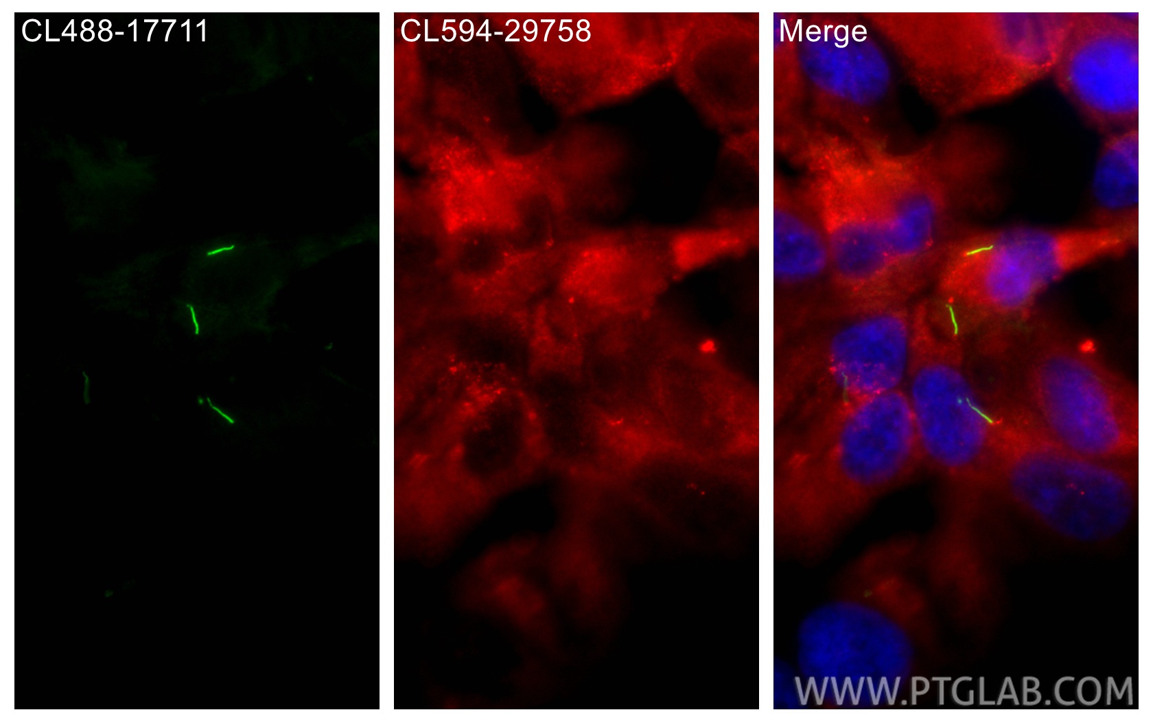 IF Staining of hTERT-RPE1 using CL594-29758