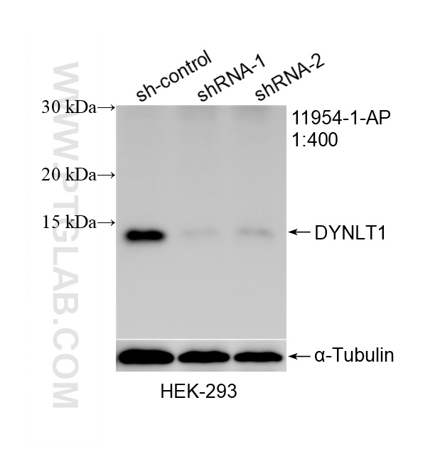 WB result of DYNLT1 antibody (11954-1-AP; 1:400; incubated at room temperature for 1.5 hours) with sh-Control and sh-DYNLT1 transfected HEK-293 cells. WB analysis of HEK-293 using 11954-1-AP