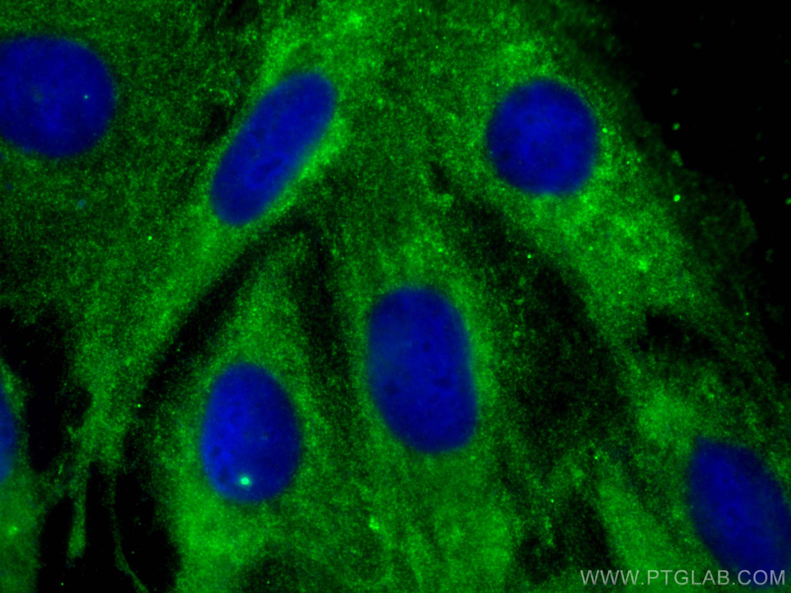 IF Staining of H9C2 using 68312-1-Ig