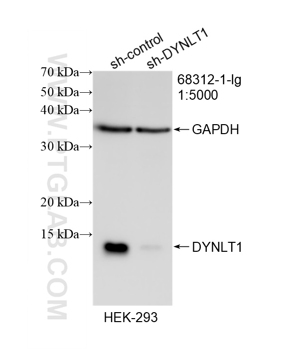 WB result of DYNLT1 antibody (68312-1-Ig; 1:5000; incubated at room temperature for 1.5 hours) with sh-Control and sh-DYNLT1 transfected HEK-293 cells. WB analysis of HEK-293 using 68312-1-Ig